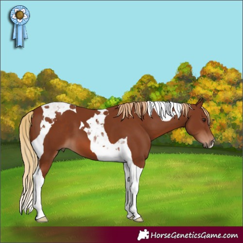 Horse Color:Chestnut Tobiano 