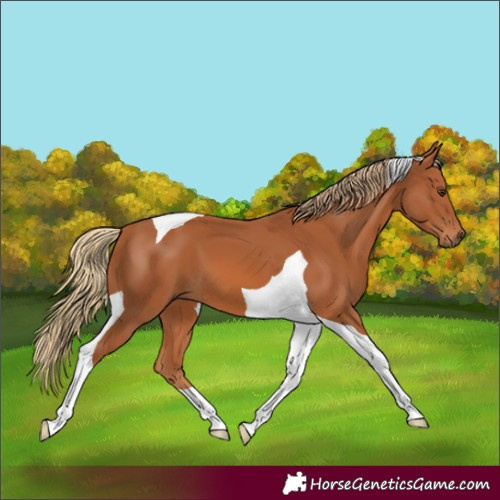 Horse Color:Chestnut Tobiano 