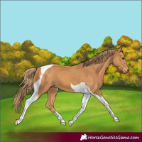 Horse Color:Chestnut Tobiano