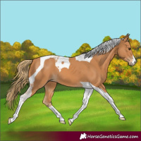Horse Color:Chestnut Tobiano 