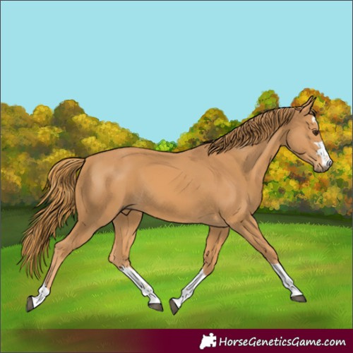 Horse Color:Chestnut 