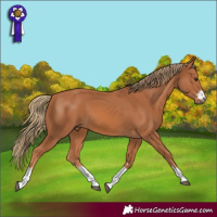 Horse Color:Chestnut 