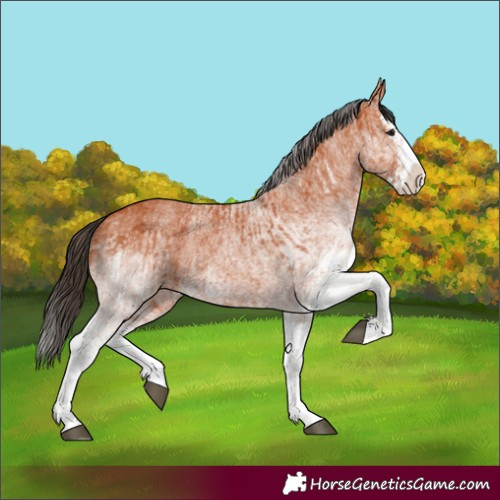 Horse Color:White Spotted Bay Splash  and White Spotted Bay Splash 