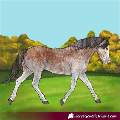 Horse Color:White Spotted Bay Splash  and Gray White Spotted Bay Splash 