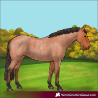 Horse Color:Bay Roan 