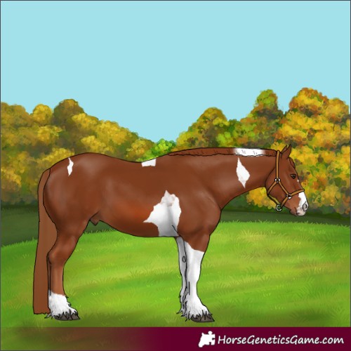 Horse Color:Chestnut Tobiano 