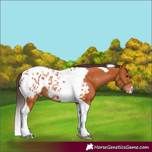Horse Color:Bay Tobiano Blanket 
