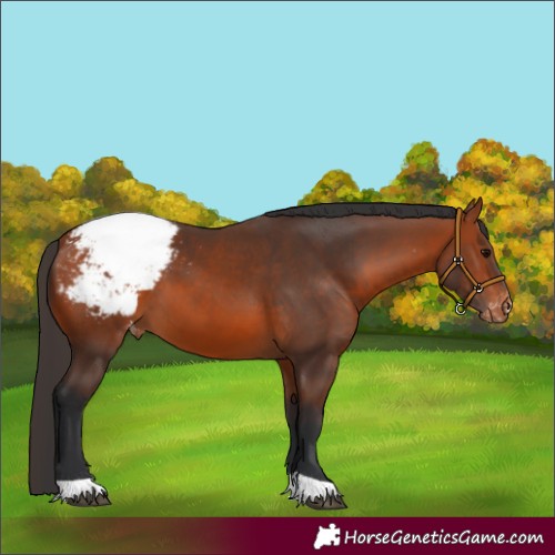Horse Color:Bay Appaloosa