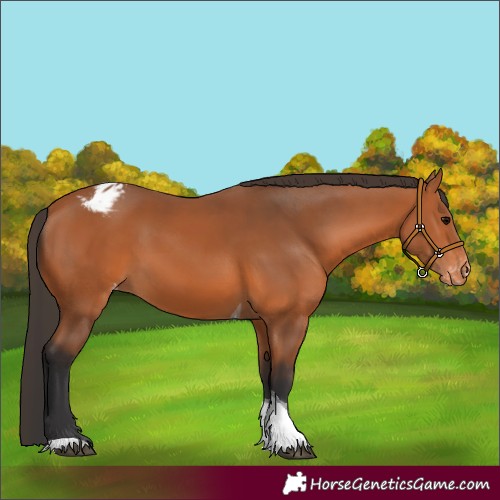 Horse Color:Bay Tobiano Varnish 