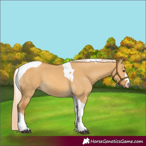 Horse Color:Palomino Dun Tobiano 