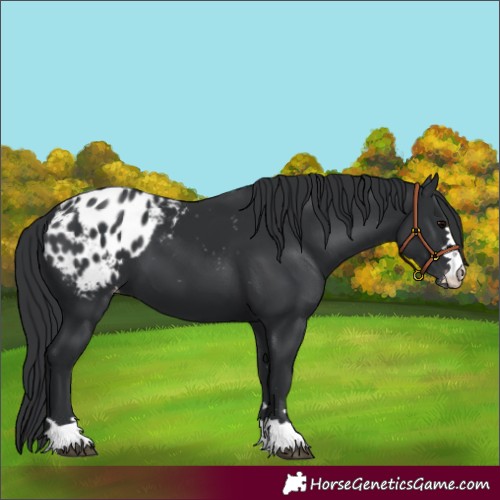Horse Color:Black Appaloosa 
