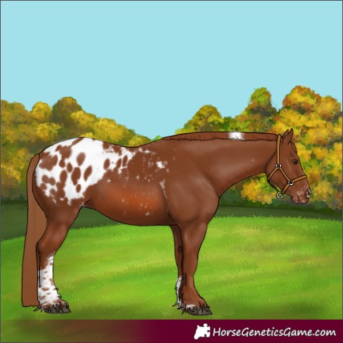 Horse Color:Chestnut Tobiano Appaloosa 