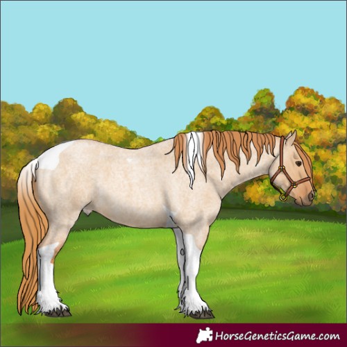 Horse Color:Red Dun Roan Tobiano