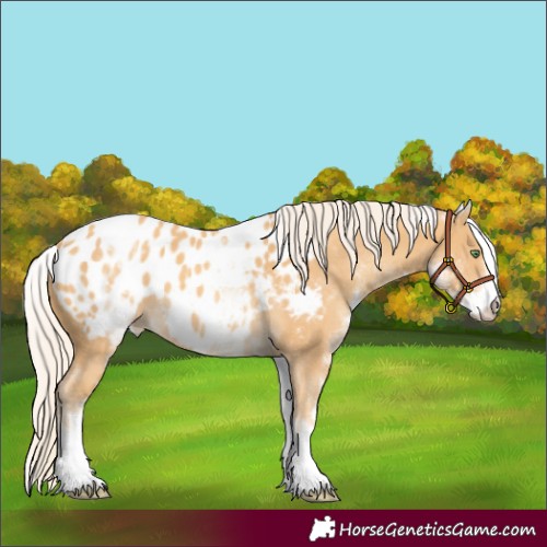 Horse Color:White Spotted Gold Cream Champagne Appaloosa