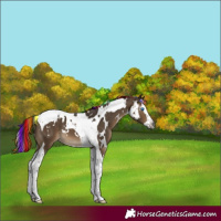 Horse Color:Gray Painted White Spotted Bay Dun Splash Tobiano 
