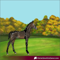 Horse Color:Gray Brown Dun Sabino Tobiano 