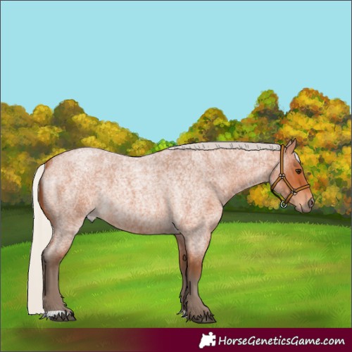 Horse Color:Silver Bay Roan