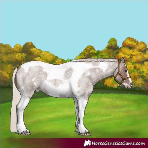Horse Color:Silver Blue Roan Tobiano Frame