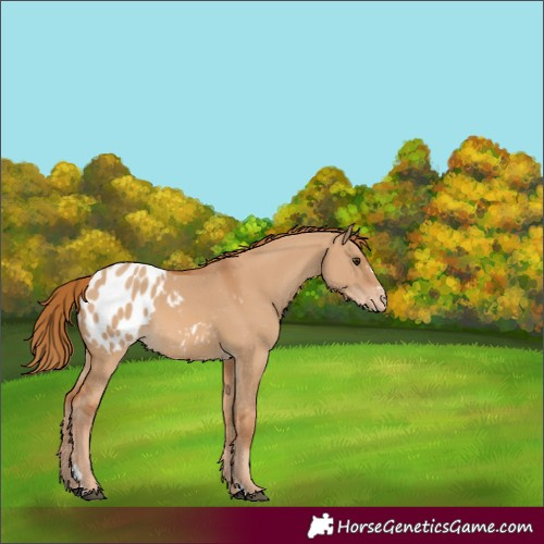 Horse Color:Red Dun Appaloosa