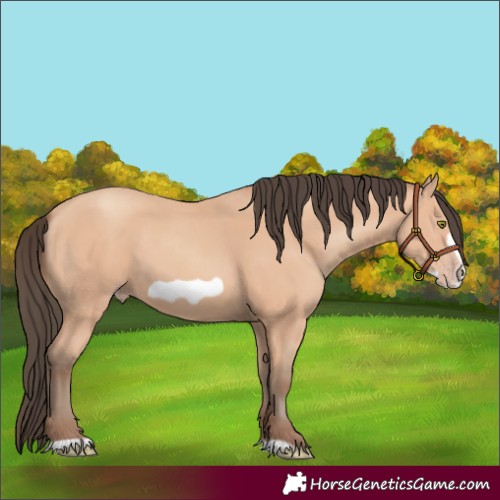 Horse Color:Amber Champagne Frame 