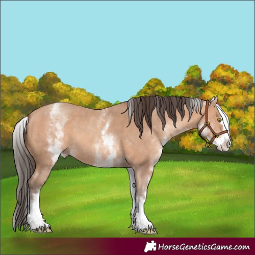 Horse Color:White Spotted Amber Champagne Splash