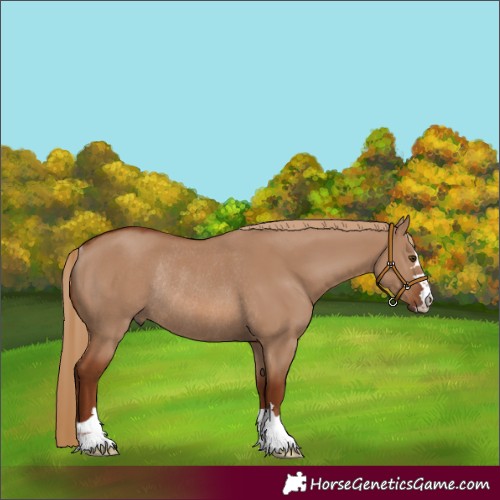 Horse Color:Red Dun Rabicano
