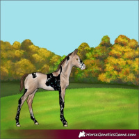 Horse Color:Brown Pearl Dun Sabino Tobiano 