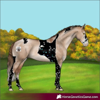 Horse Color:Brown Pearl Dun Sabino Tobiano