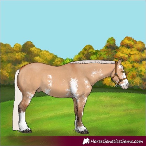 Horse Color:Silver Bay Dun Sabino 