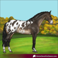 Horse Color:Gray Brown Dun Sabino Tobiano Appaloosa