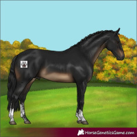 Horse Color:Gray Brown Sabino Tobiano