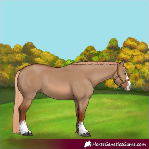 Horse Color:Red Dun Sabino Rabicano 