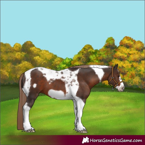 Horse Color:Liver Chestnut Tobiano Frame 