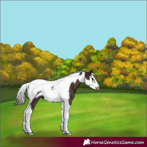 Horse Color:Liver Chestnut Splash Tobiano Frame 