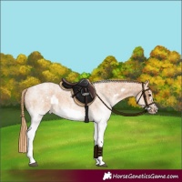 Horse Color:White Spotted Red Roan Frame 