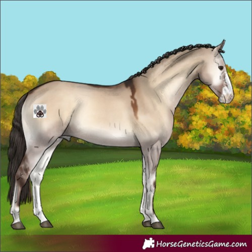 Horse Color:Liver Red Dun Onyx Sabino Rabicano 