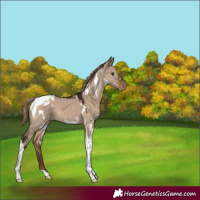 Horse Color:White Spotted Liver Red Dun Tobiano Varnish