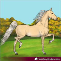 Horse Color:Palomino Dun