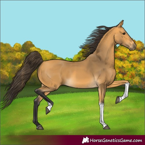Horse Color:Unknown 