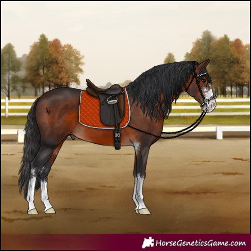 Horse Color:Brown 