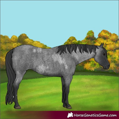 Horse Color:Blue Roan  and Blue Roan 