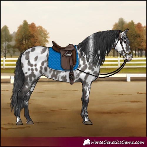 Horse Color:White Spotted Grullo Appaloosa 
