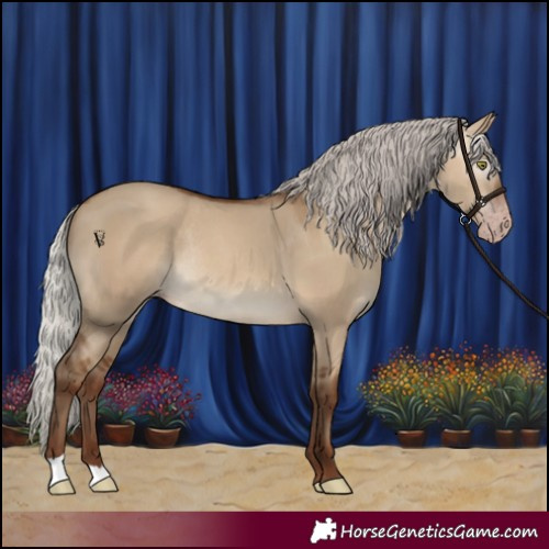 Horse Color:Gray Silver Sable Champagne Dun Rabicano 