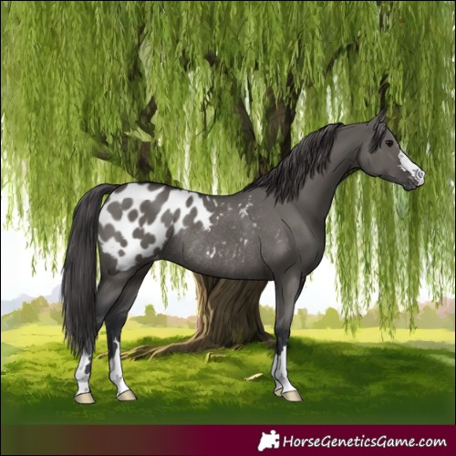 Horse Color:Grullo Blanket Rabicano