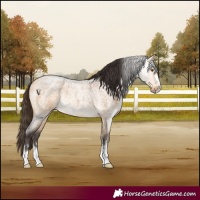 Horse Color:Buckskin Roan Rabicano
