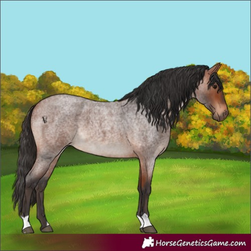 Horse Color:Bay Roan 
