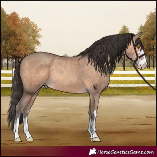 Horse Color:Amber Champagne 
