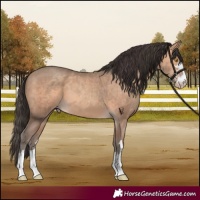 Horse Color:Amber Champagne 