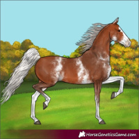 Horse Color:White Spotted Silver Bay Splash