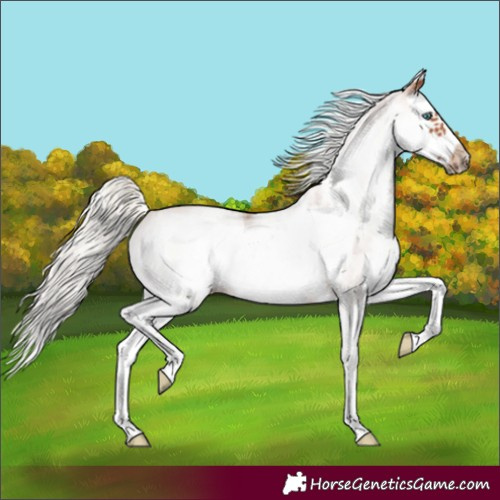 Horse Color:Unknown 